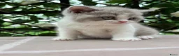 British Shorthair cats for sale: Lilac bi British shorthairs  - Advert 13