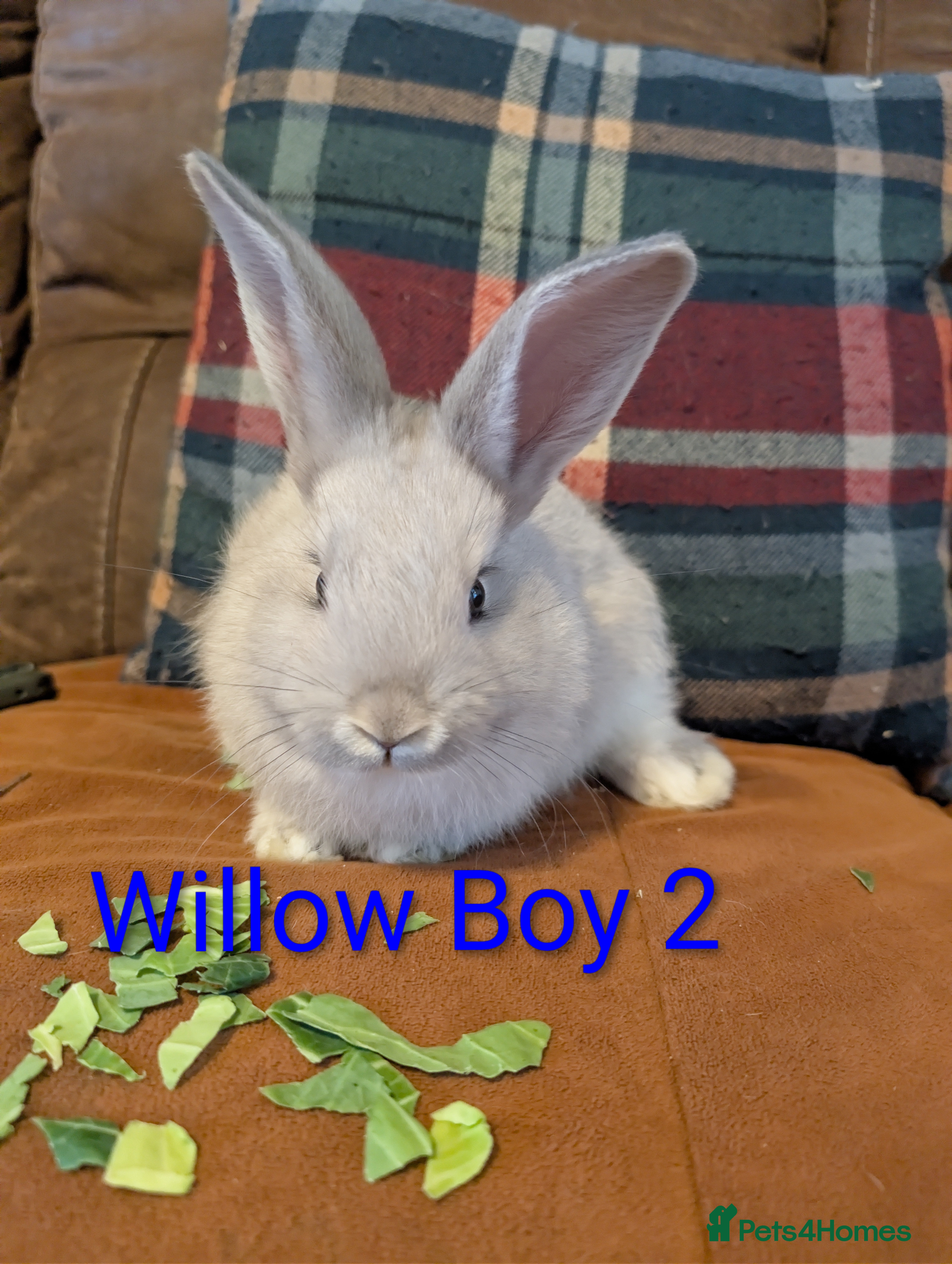 Continental Giant rabbits Giant bunnies  - Advert 4