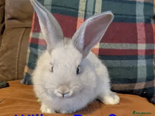 Continental Giant rabbits Giant bunnies - Advert 1