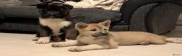 Akita dogs for sale: KC registered male/female American  akita  - Advert 17