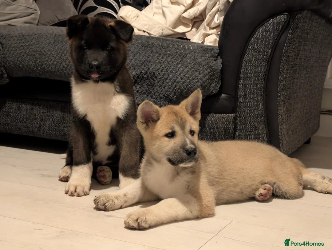 Akita dogs for sale: KC registered male/female American  akita  - Advert 17