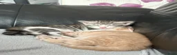 Maine Coon cats for sale: Beautiful and playful half Maine coon kittens  in Derby - Advert 14