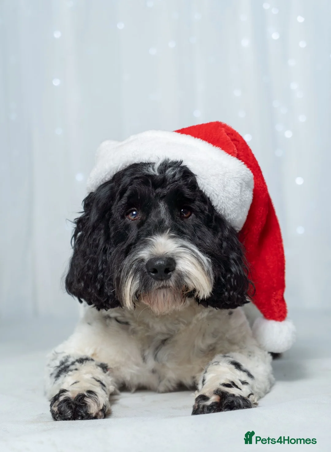 Cockapoo dogs for sale: Amazing Coloured F1 Cockapoos - Advert 7