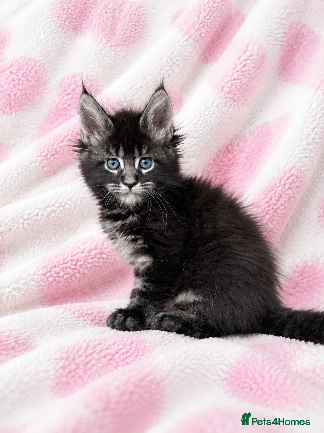 Maine Coon cats for sale: TICA registered Maine coon kittens  - Advert 1