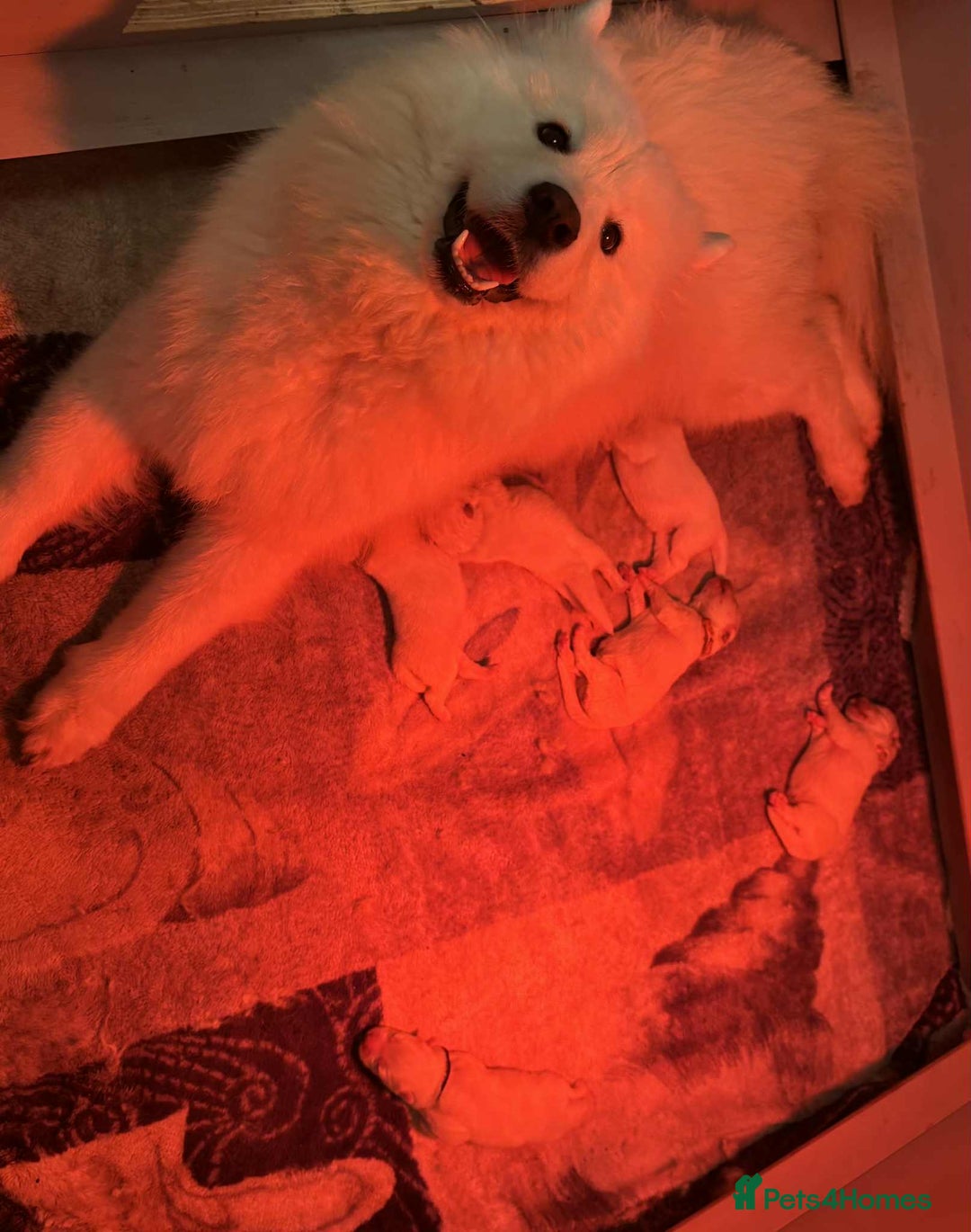 Samoyed dogs for sale: KC reg. Samoyed puppies with champ bloodline  - Advert 21