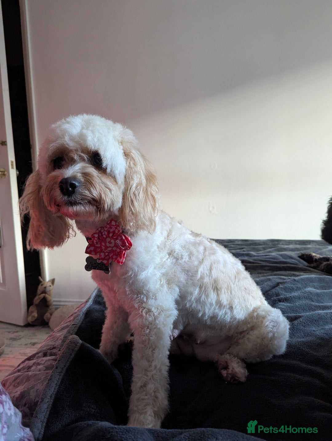 Cavapoo dogs for sale: Beautiful Cavapoo Puppies Available - Advert 2
