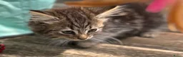 Mixed Breed cats for sale: Fluffy and cute a mixed bunch of paws  - Advert 4