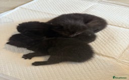 Domestic Shorthair cats for sale: 3 male kittens  - Image 3