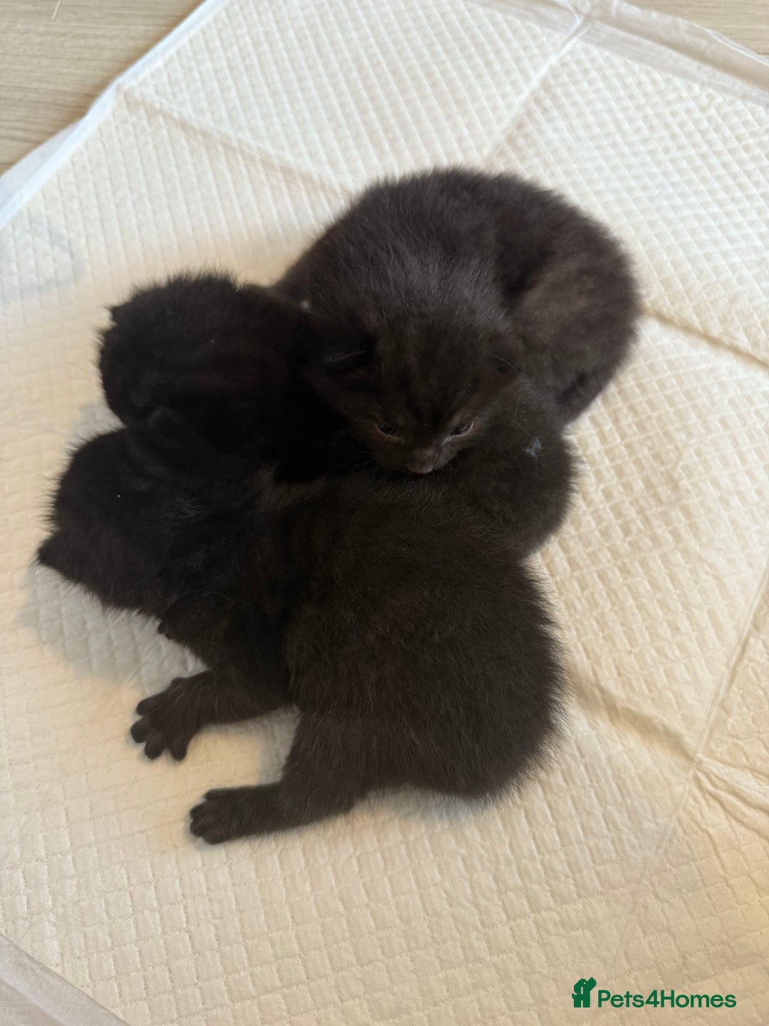 Domestic Shorthair cats for sale: 3 male kittens  - Image 3