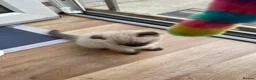 Scottish Fold cats for sale: Beautiful kittens🌹🤭 - Advert 9