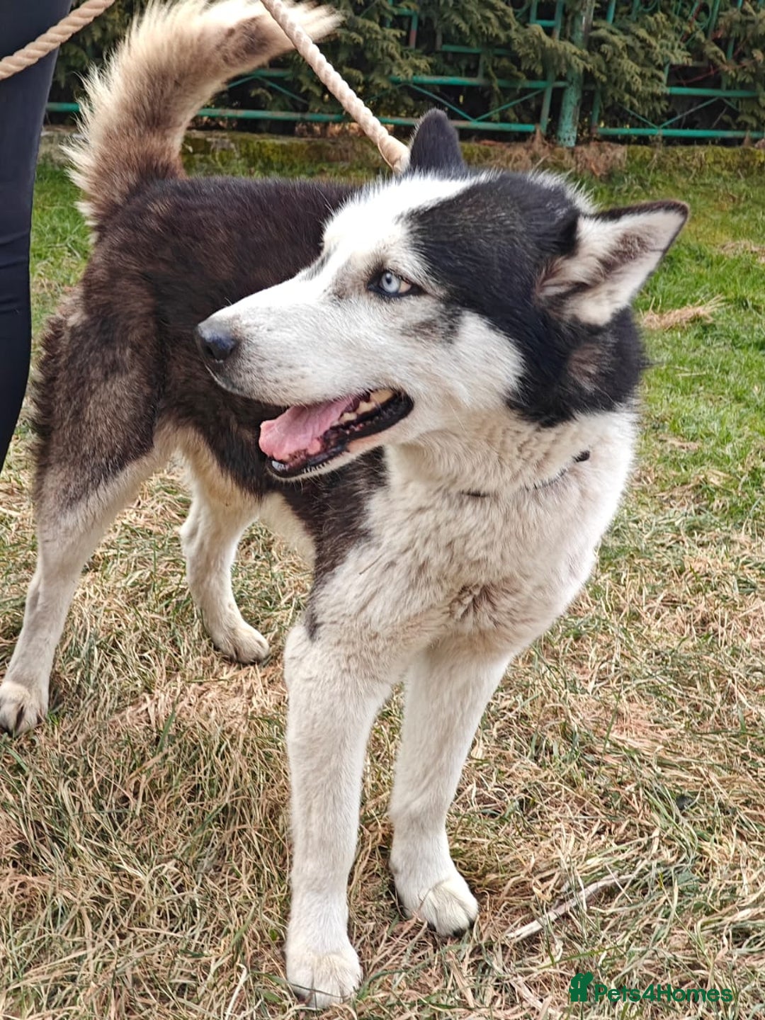 Siberian Husky dogs for adoption: 💙🐶 HASAN 🐶💙 - Image 12