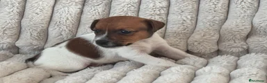 Jack Russell Puppy 3