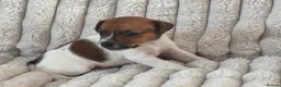 Jack Russell dogs for sale: Smooth coated tan and white jack russels  - Advert 8