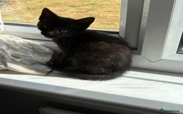 Mixed Breed cats for sale: Kittens  - Image 10