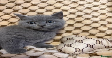 British Shorthair cats - Advert 1