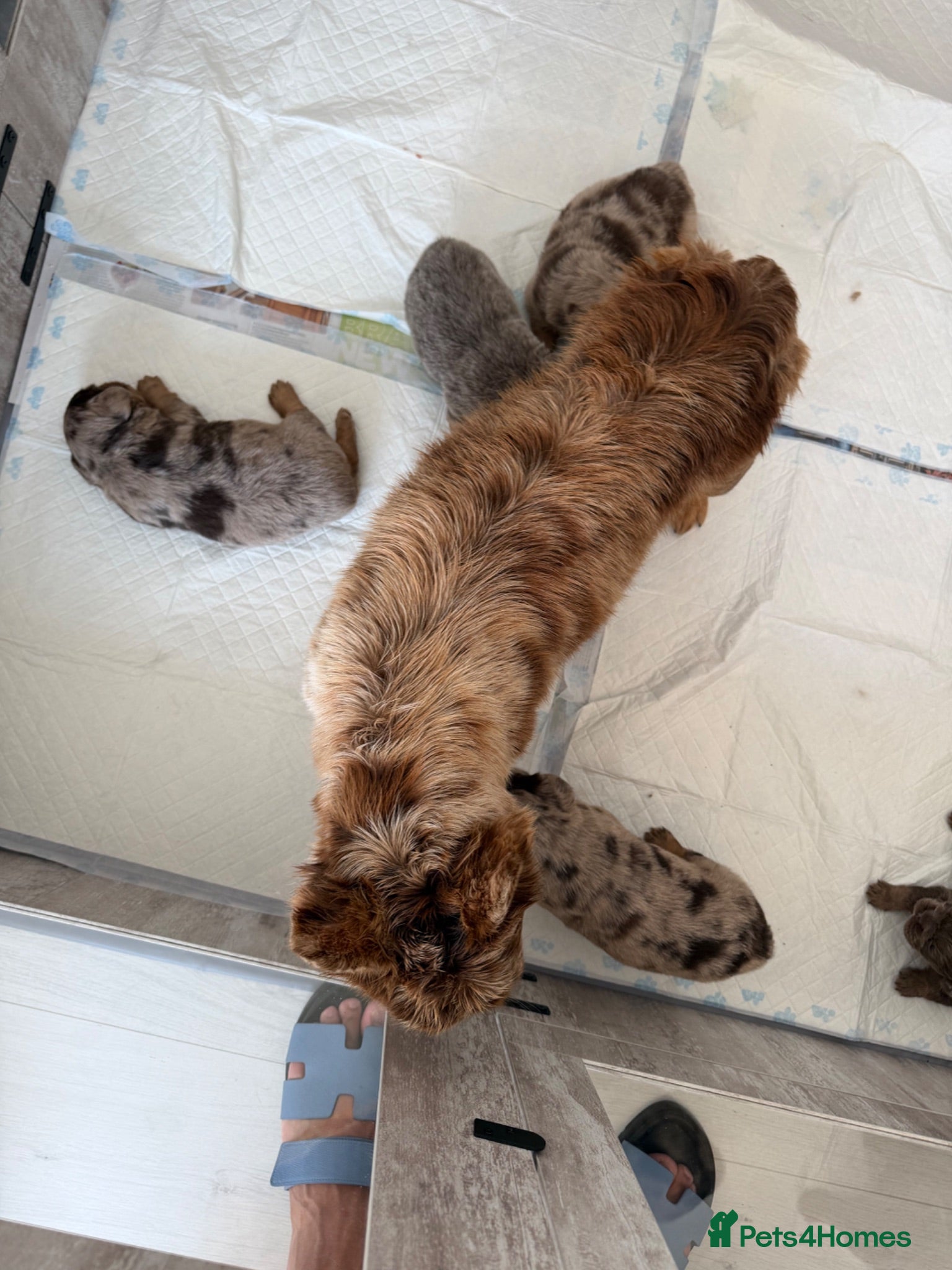 French Bulldog dogs for sale: Visual Fluffy - Pink Carrier - New Shade Isebella  - Advert 1