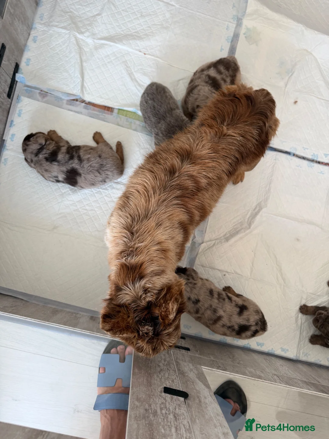 French Bulldog dogs for sale: Visual Fluffy - Pink Carrier - New Shade Isebella  - Advert 1