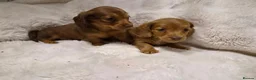 Miniature Dachshund dogs for sale: Longhair miniature dachshund puppys 🐶  - Advert 2