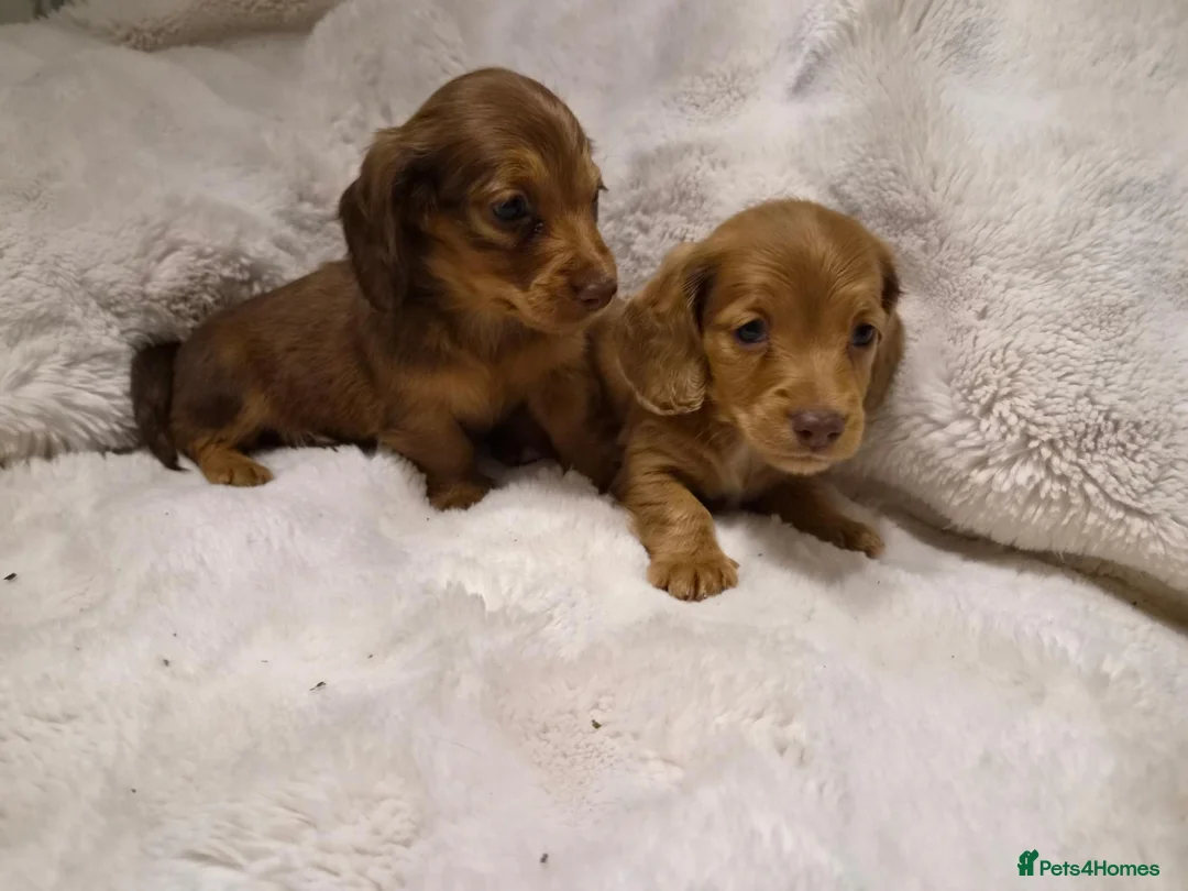 Miniature Dachshund dogs for sale: Longhair miniature dachshund puppys 🐶  - Advert 2