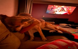 German Shepherd dogs for sale: Beautiful German shepherd boy - Image 2