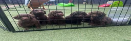 Cockapoo dogs for sale:  Absolutely stunning  F1b chocolate cockapoos  in Peterborough - Advert 4