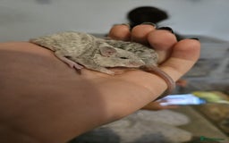 Mouse rodents for sale: 3 girls and 5 boys - Image 7