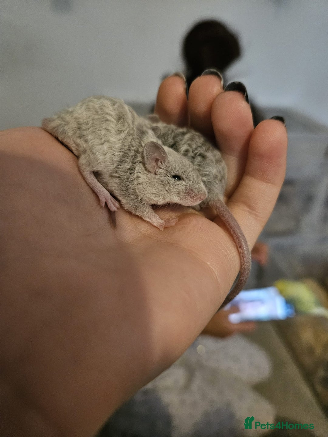 Mouse rodents for sale: 3 girls and 5 boys - Image 7