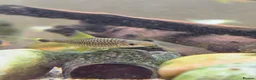 Other/Mixed Breed fish for sale: Siemese Flying Fox and Fish Net Flying Fox - Advert 4