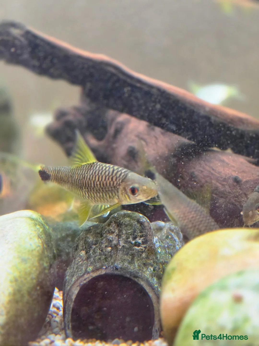 Other/Mixed Breed fish for sale: Siemese Flying Fox and Fish Net Flying Fox - Advert 4