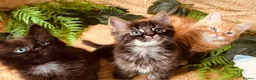 Norwegian Forest Cat cats for sale: STUNNING WEDGIE BOYS AVAILABLE  - Advert 8