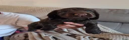 Cocker Spaniel dogs for sale: Working Cocker Spaniel puppies in Worksop - Advert 3