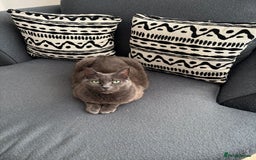 Domestic Shorthair cats for sale: Gentle female grey cat looking for new home - Image 6