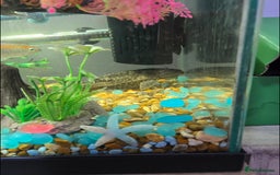 Cichlids fish for sale: Selling our lovely fish with full setup - Image 2
