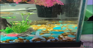 Cichlids fish - Advert 6