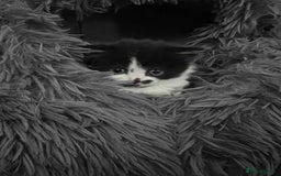 British Shorthair cats for sale: British shorthair/ tuexedo kittens  - Image 32