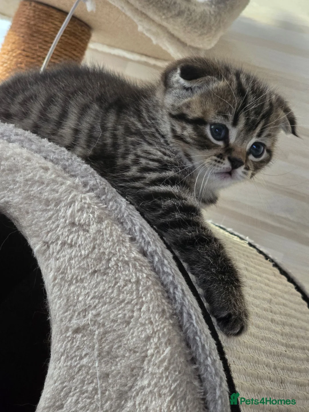 Scottish Fold cats for sale: Scottish fold girl - Advert 2
