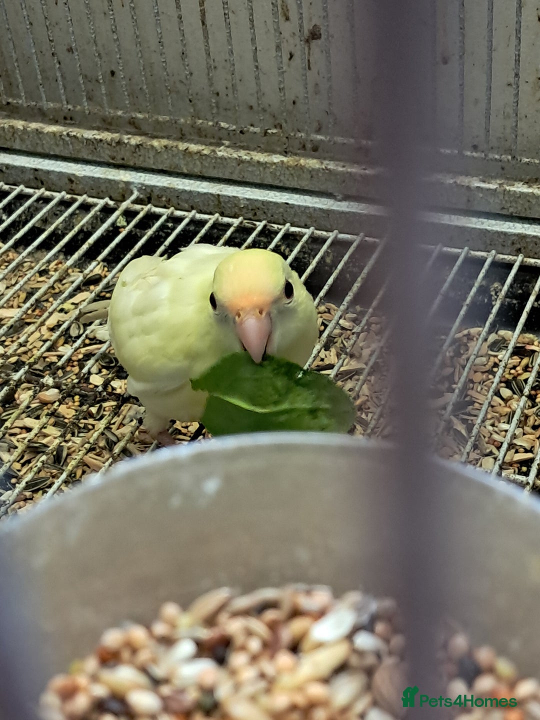 Parakeets birds for sale: Kakarikies  - Image 3