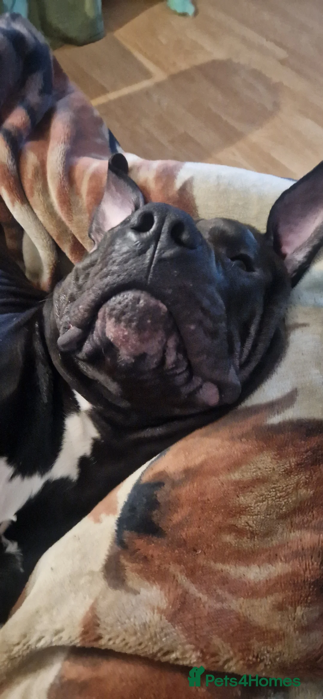 Presa Canario dogs for sale: Presa Canario, 2y3m – Big soft lad, cuddle monster - Advert 8