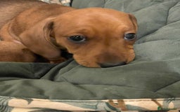 Miniature Dachshund dogs for sale: 🌭 Little Sausages Looking for Big Love! ❤️🐾 - Image 5