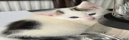 Mixed Breed cats for sale: 6 Lovely kittens for sale  - Advert 31