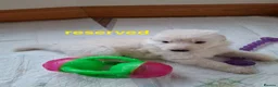 German Shepherd dogs for sale: K.C german shepherd puppies - Advert 12