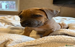 Boerboel dogs for sale: EXCEPTIONAL NABBR REGISTERED PUPPIES!  - Image 20