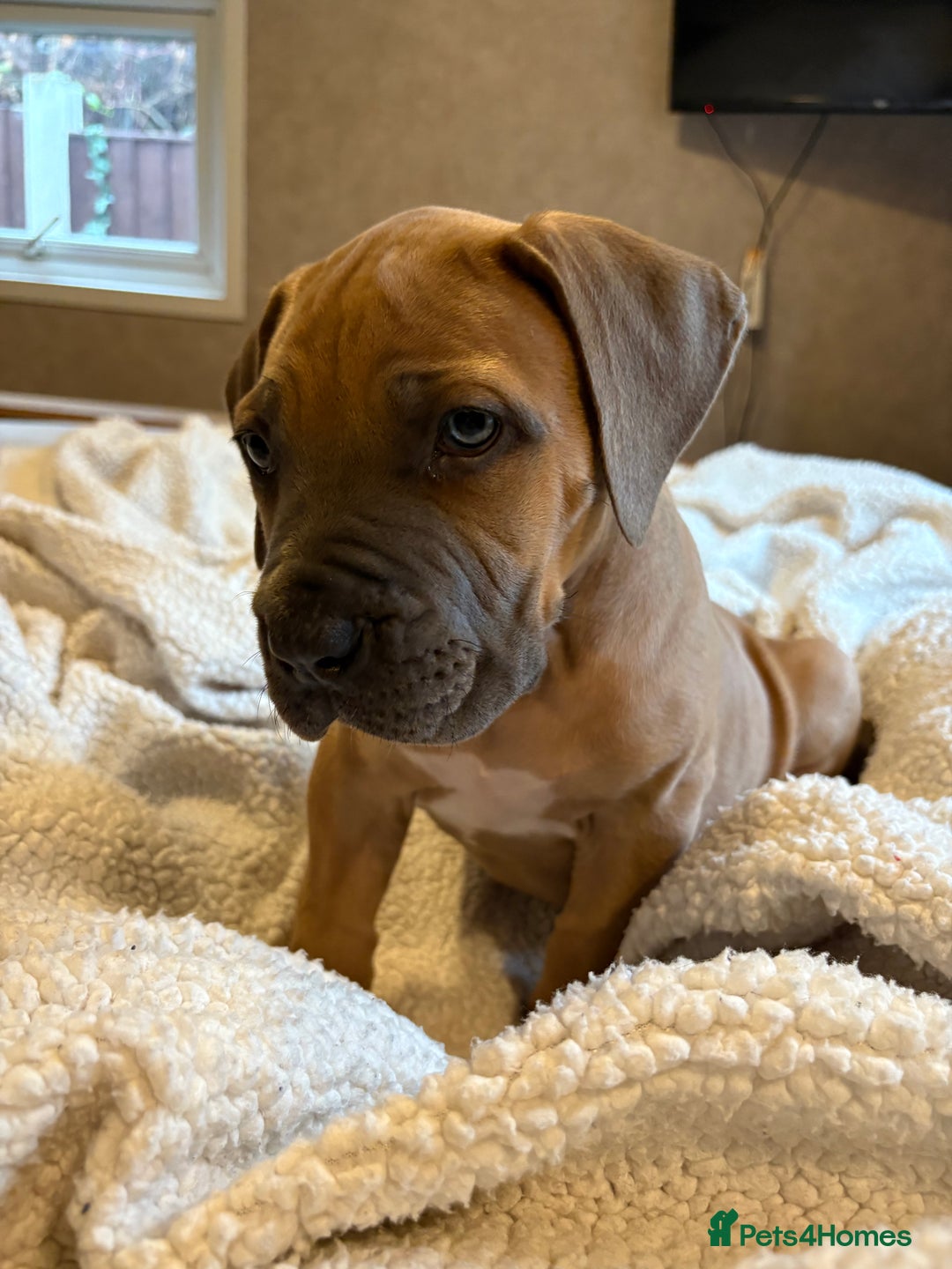 Boerboel dogs for sale: EXCEPTIONAL NABBR REGISTERED PUPPIES!  - Image 20