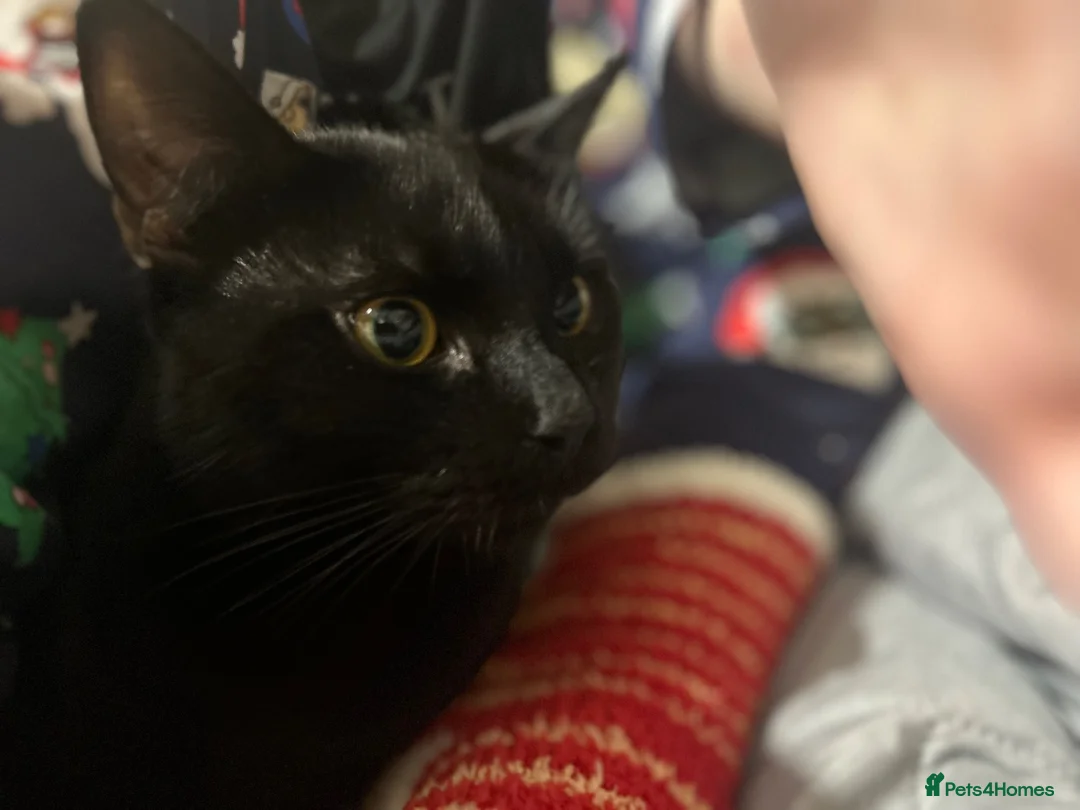 Mixed Breed cats for sale: Axel (Bombay x British Shorthair) in London - Advert 5