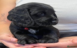 Sprocker dogs for sale: Beautiful Sprocker puppies HEALTH TESTED PARENTS - Image 30