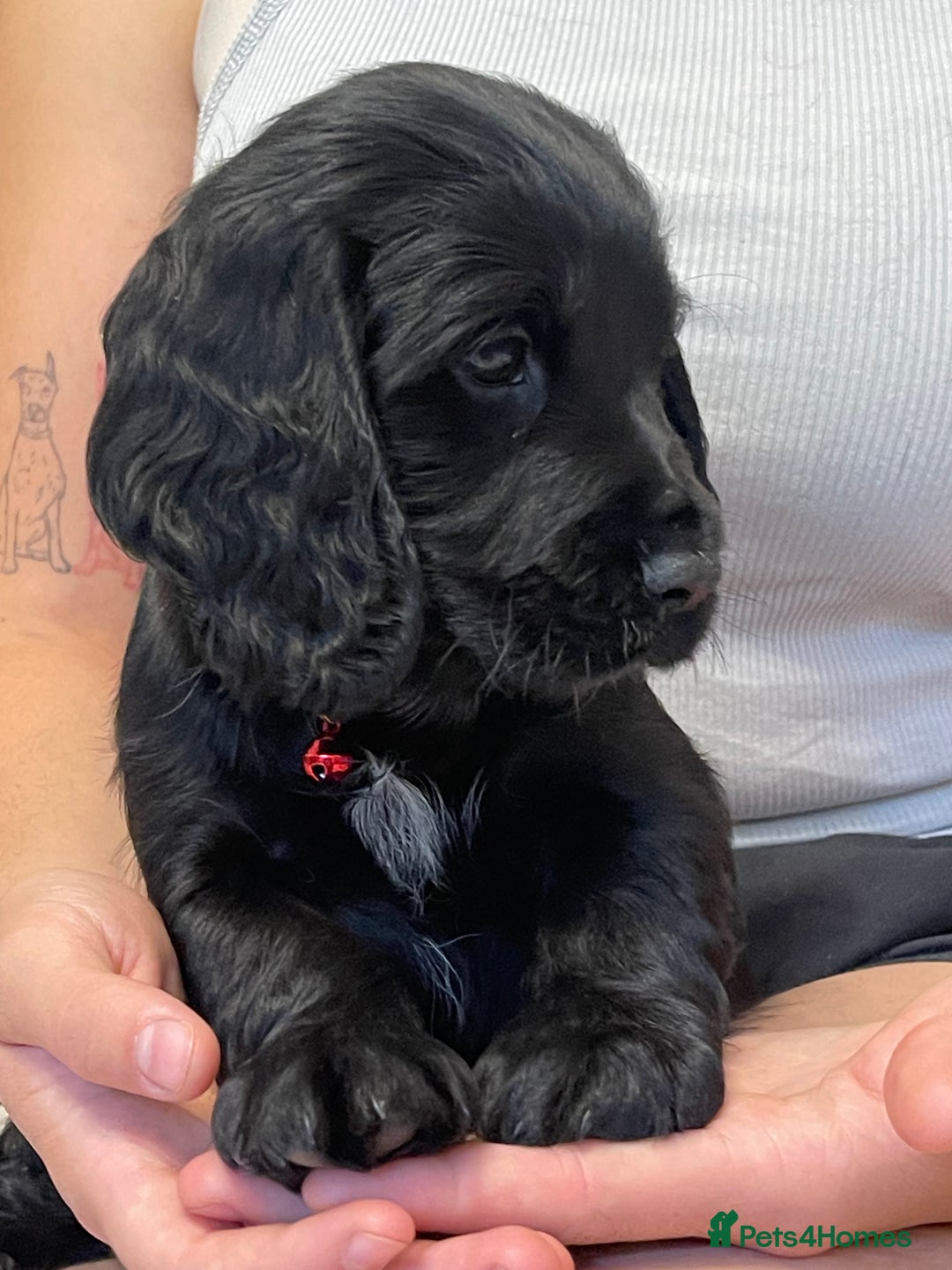 Sprocker dogs for sale: Beautiful Sprocker puppies HEALTH TESTED PARENTS - Image 30