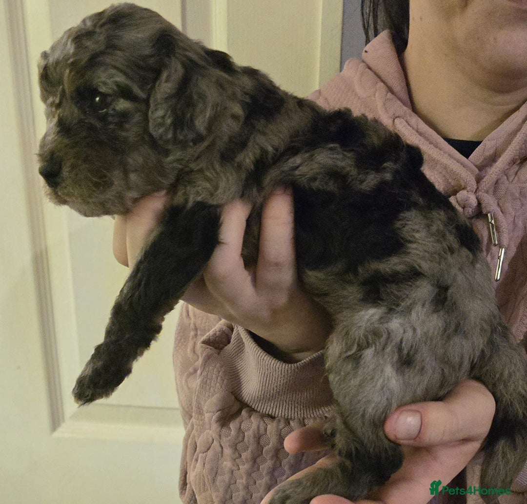 Cavapoo dogs for sale: Merle cavapoo boys  - Advert 5