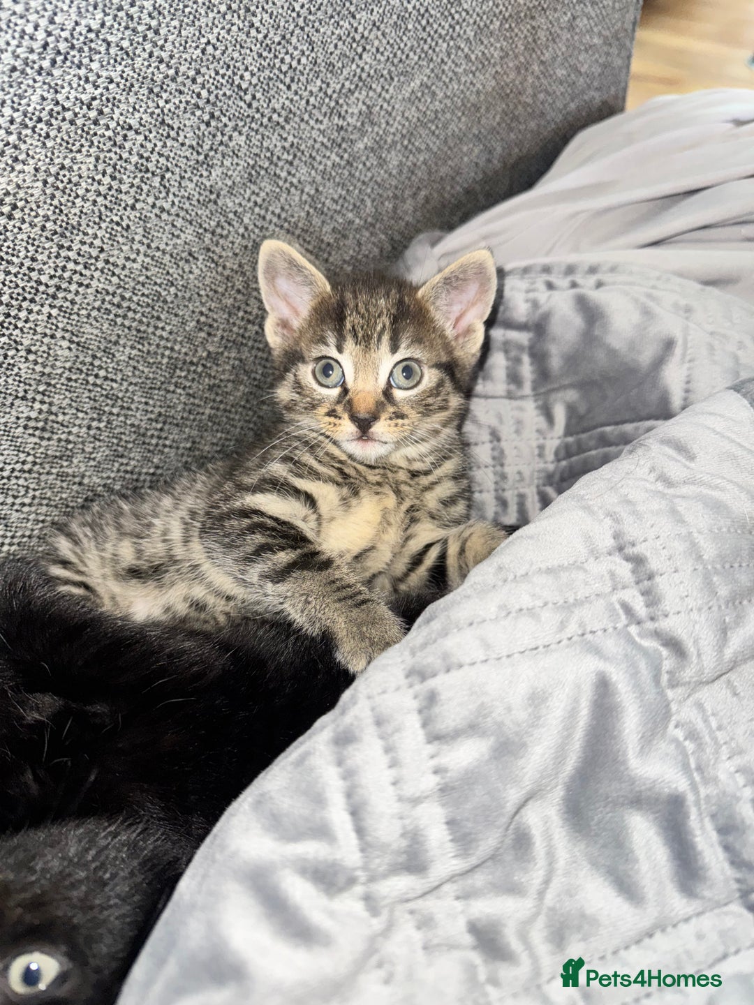 Mixed Breed cats for sale: Gorgeous Kittens ready to go in 2 weeks - Advert 11