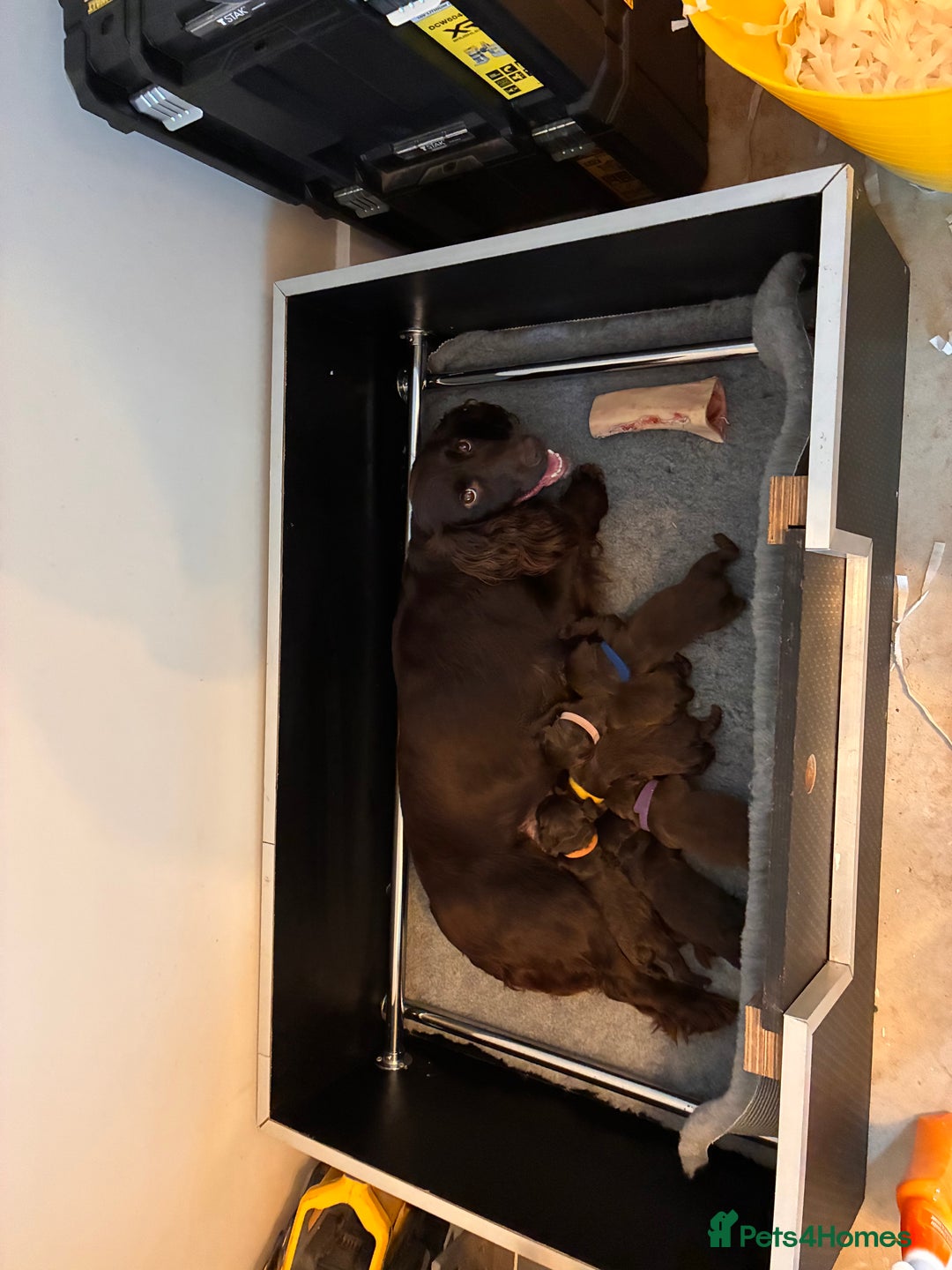 Cocker Spaniel dogs for sale: Well bred KC working cockers  - Image 1