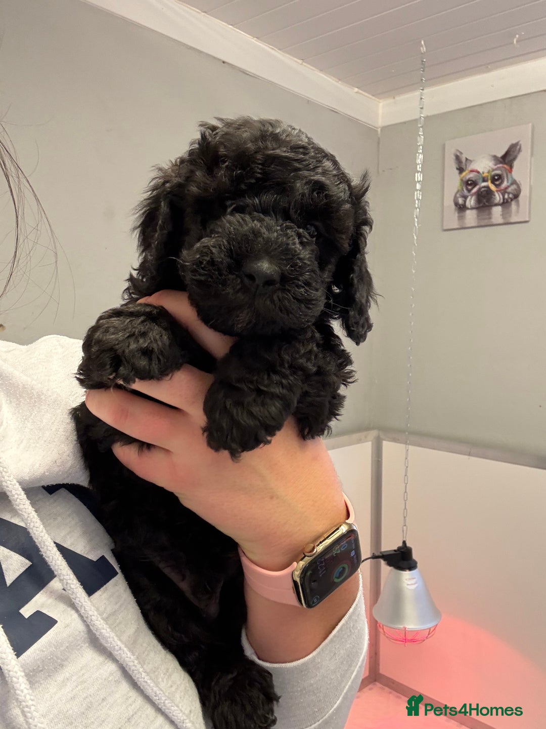 Sproodle dogs for sale: F2b Sproodle Puppies 2 boys and 1 girl remaining - Advert 5